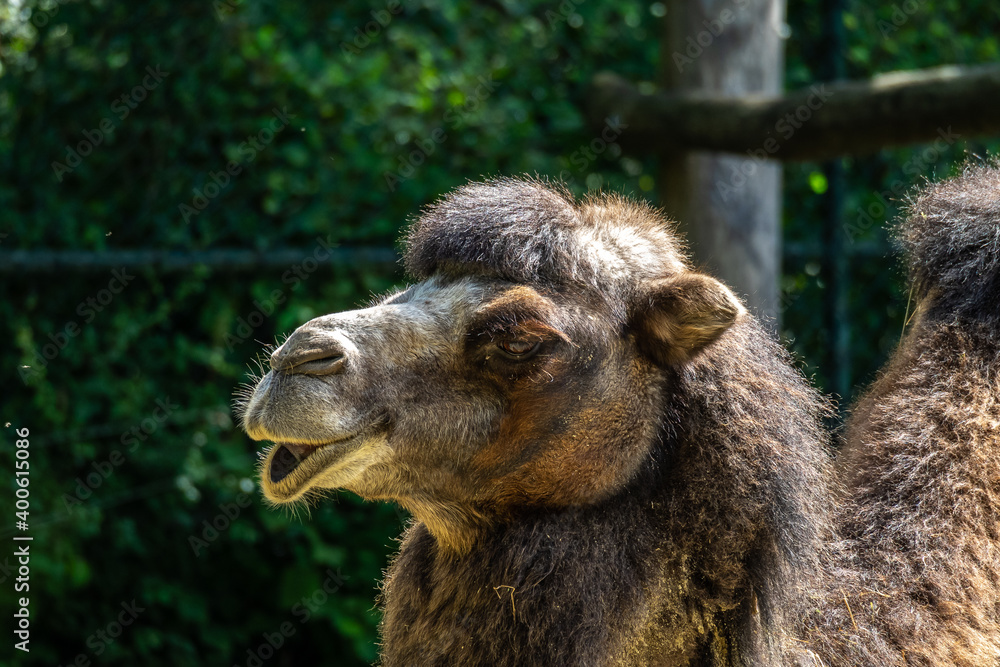 Bactrian camel, Camelus bactrianus in a german park Bactrian camel, Camelus bactrianus in a german park