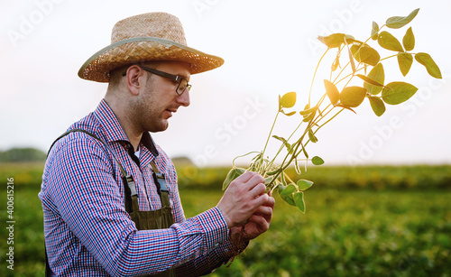 Farmer in a soybean field. Agricultural concept