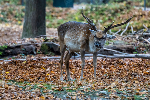 The fallow deer, Dama mesopotamica is a ruminant mammal © rudiernst