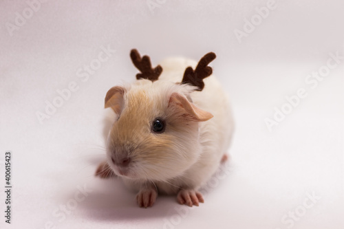 Christmas guinea pig dressed as reindeer