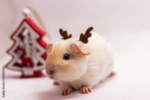 Christmas guinea pig dressed as reindeer