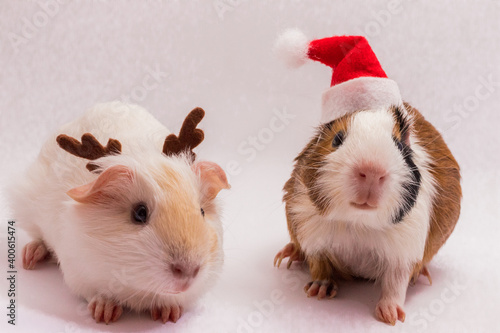 Ttwo cute christmas guinea pigs