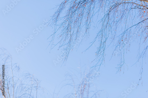 Thin branches of a birch without leaves, against a blue sky, winter, at sunset in Russia.