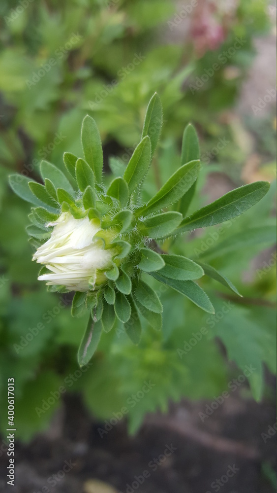 white flower white flower