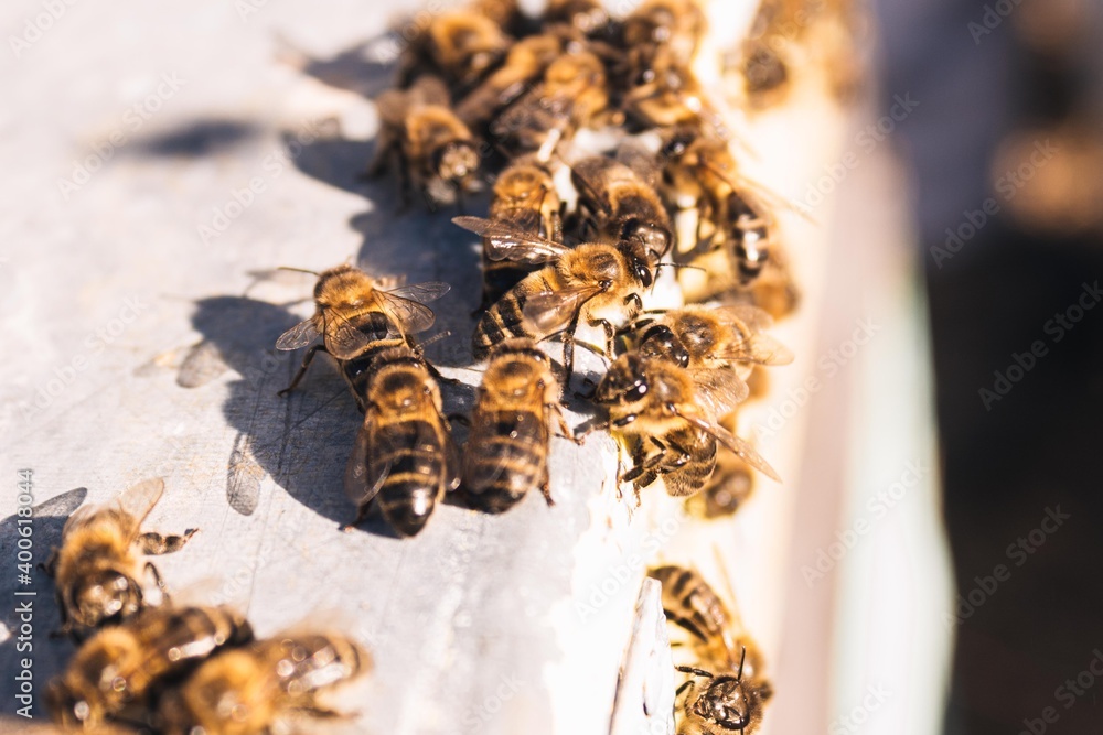 selective focus of a set of bees perched in their hive selective focus of a set of bees perched in their hive