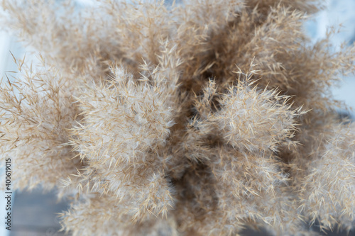 Top view of beige dried fluffy pampas grass (Cortaderia Selloana). Natural background.