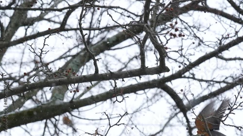 Robin flies to lower branch eats berry in slow motion snow fall photo