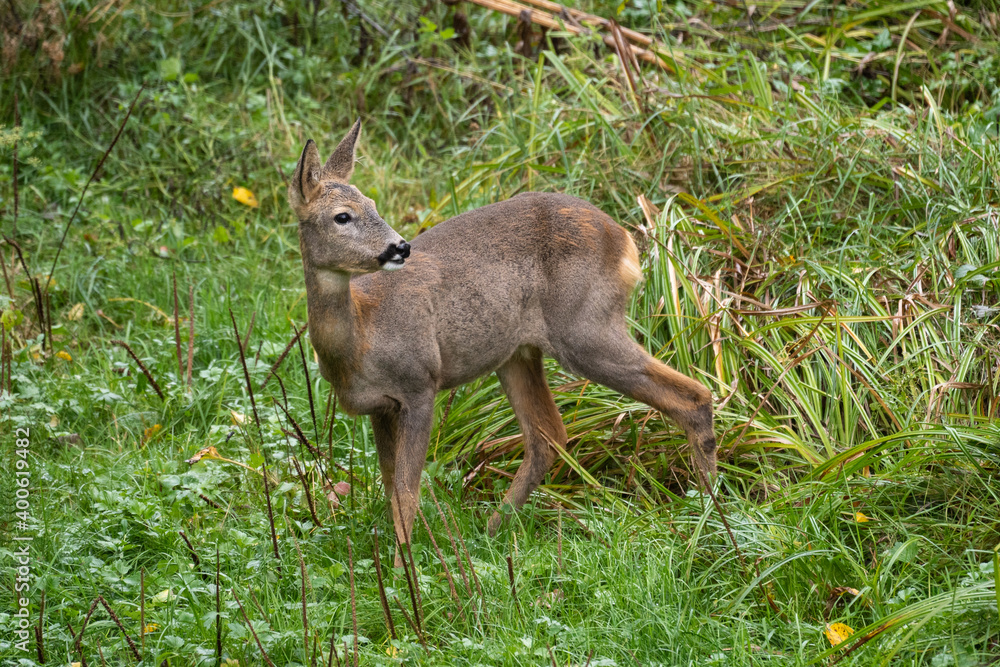 adult specimen of female roe deer adult specimen of female roe deer