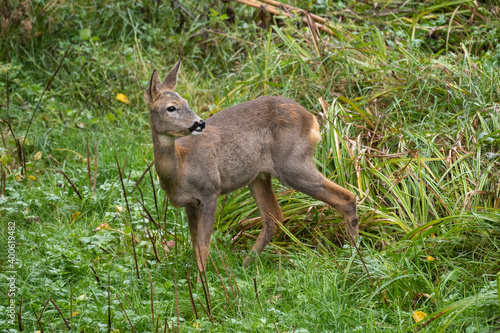 adult specimen of female roe deer © Daniel Sztork