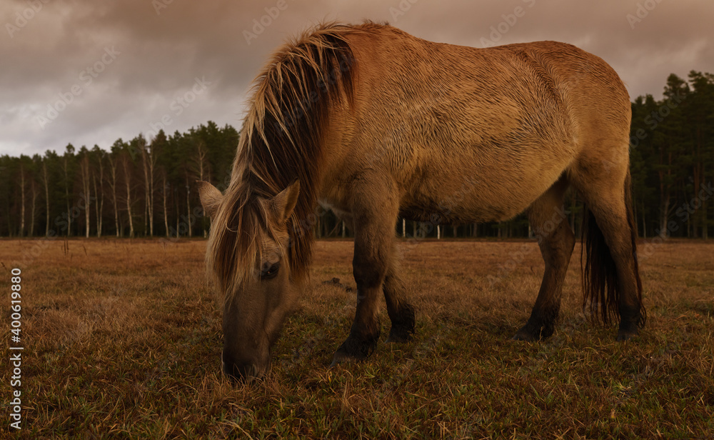Fototapeta premium Wild Horses, golden hour in the nature reserve. Engure