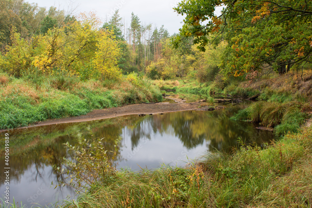 river in the forest