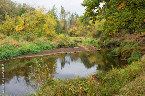 river in the forest
