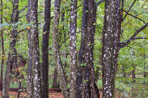 tree trunk in the forest