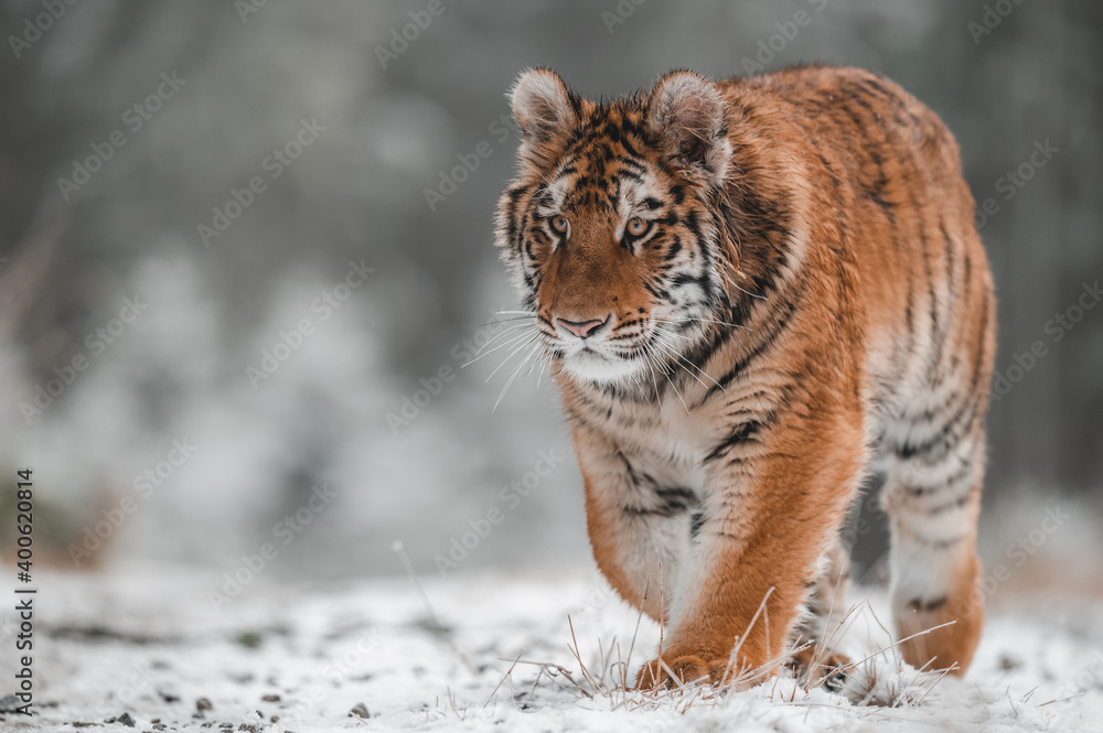 Obraz premium Siberian tiger (female, Panthera tigris altaica) walking, front view. A dangerous beast in its natural habitat. In the forest in winter, it is snow and cold.