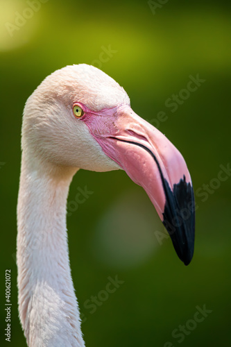 Closeup flamingo head and long beak