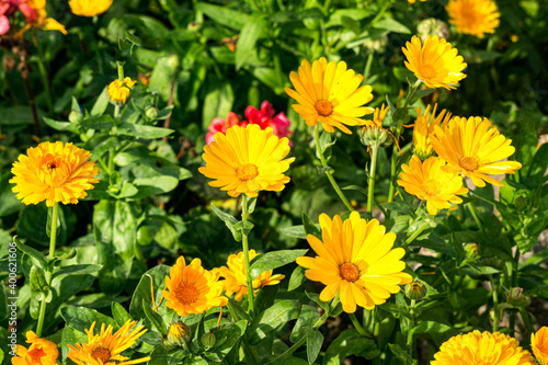 Bright yellow flowers of calendula on a flower bed in a summer garden.