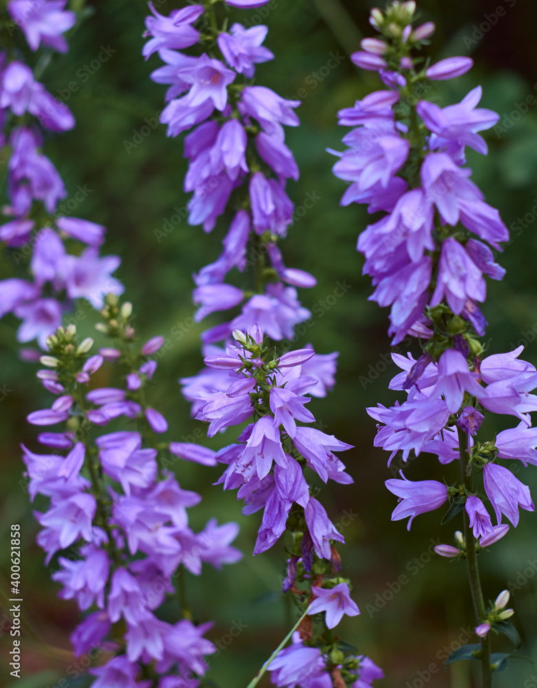 Campanula persicifolia flower blooming. Campanula persicifolia flower blooming.