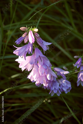 Campanula persicifolia flower blooming. photo