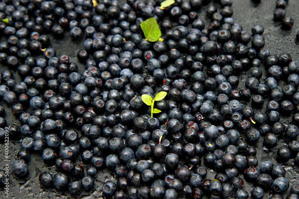 Ripe and tasty blueberries with green leaves on dark background. Bilberries close-up. Copy space for your text. Healthy food Ripe and tasty blueberries with green leaves on dark background. Bilberries close-up. Copy space for your text. Healthy food