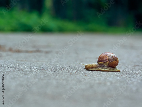 Slow grape snail crawl on the asphalt in the park