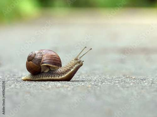 Slow grape snail crawl on the asphalt in the park