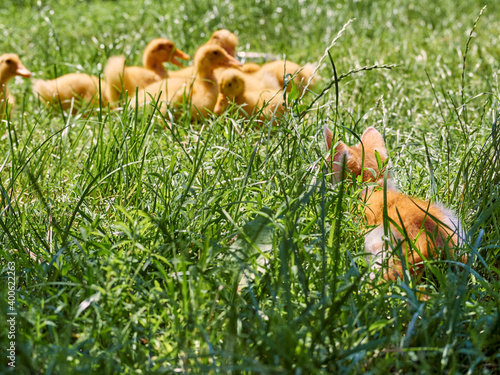 Small ginger kitten hunts ducklings in the grass. The cat sits in ambush for the ducks.