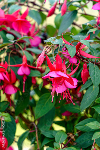 Beautiful fuchsia flowers of bright pink color in the summer garden.