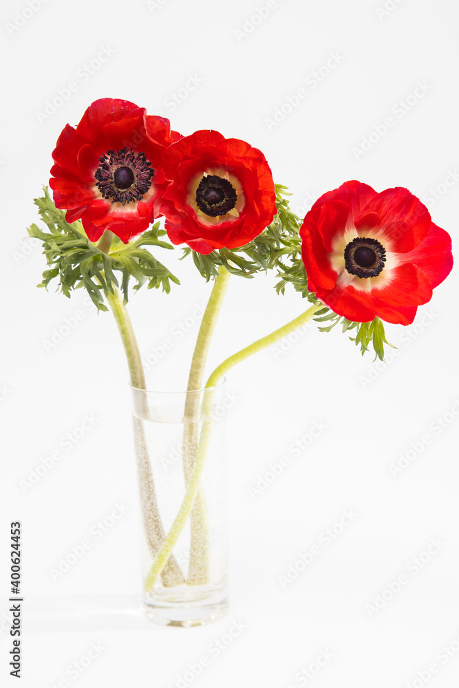 Red flowers of anemone on a white background. copy space