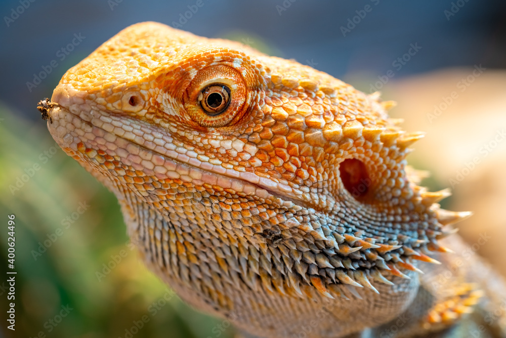 macrophotography of a textured bearded dragon in a vivarium. green bokeh in the background. black and white photography.square format