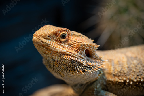 close-up of a colorful bearded dragon in a vivarium. green bokeh in the background with cactus.