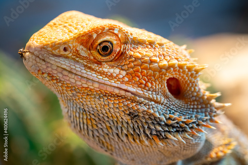 macrophotography of a textured bearded dragon in a vivarium. green bokeh in the background. black and white photography.square format
