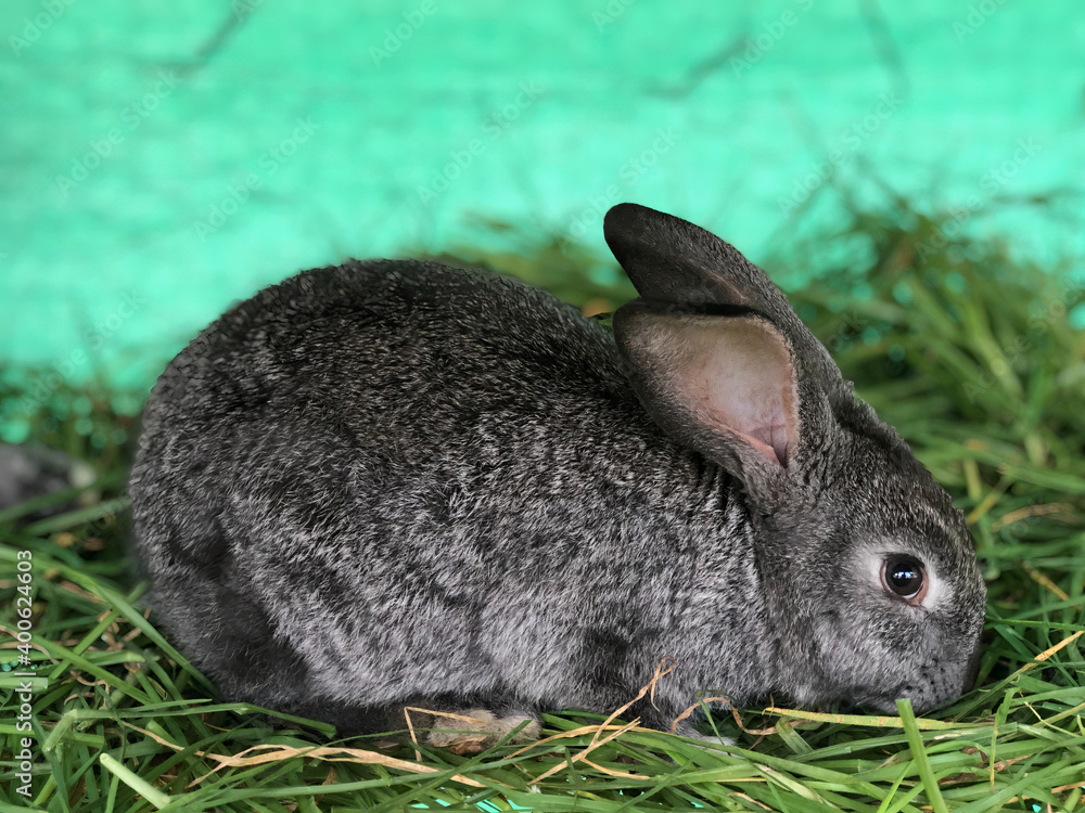A cute grey rabbit on the grass. A cute grey rabbit on the grass.
