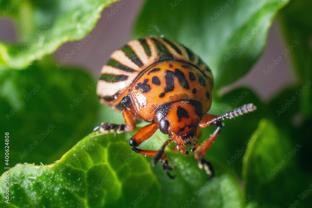 Crop pest, the Colorado potato beetle sits on the leaves of potatoes Crop pest, the Colorado potato beetle sits on the leaves of potatoes