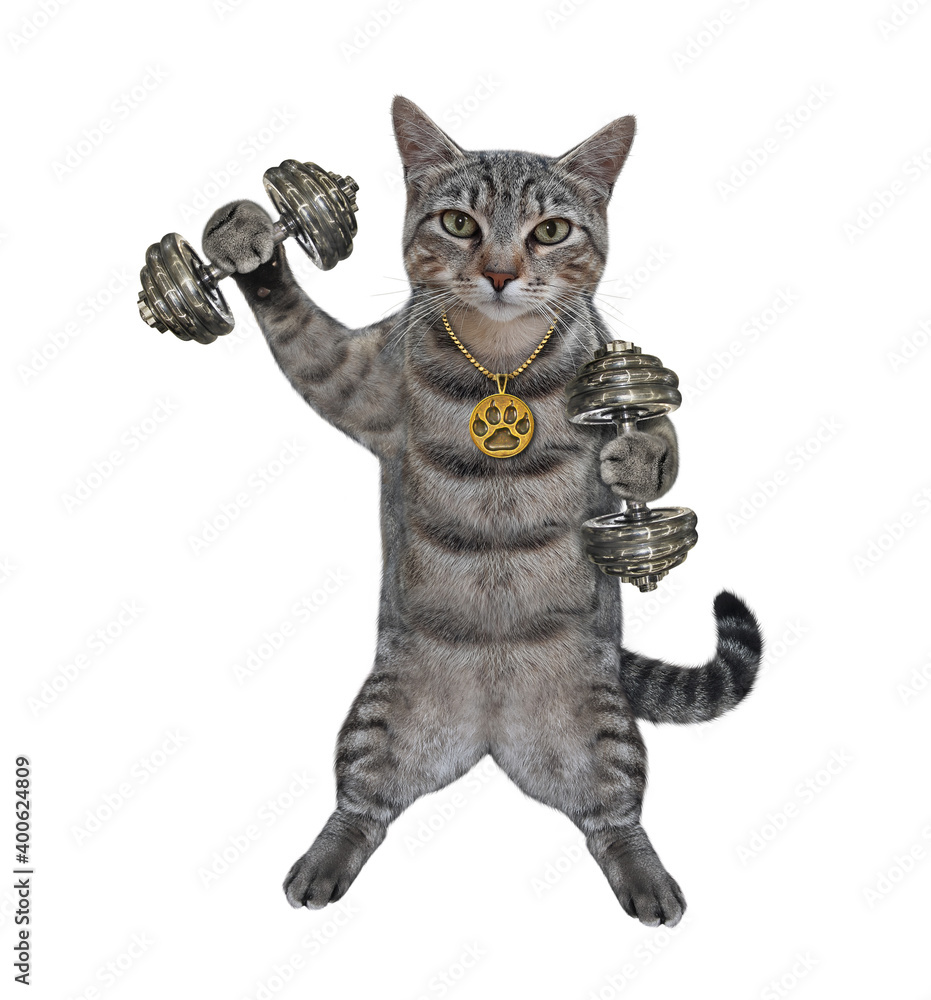 A gray cat athlete lifts dumbbells. White background. Isolated. A gray cat athlete lifts dumbbells. White background. Isolated.