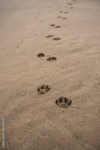 dog tracks in the sand outlined as the direction of the path
