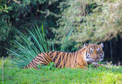 Sumatran Tiger Laying in the Grass