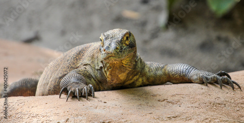 Komodo Dragon basking on a rock