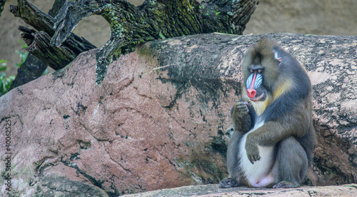 Tapety artystyczne Mandrill sitting on a rock 