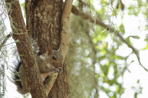 squirrel on tree with a nut  © LifeGemz