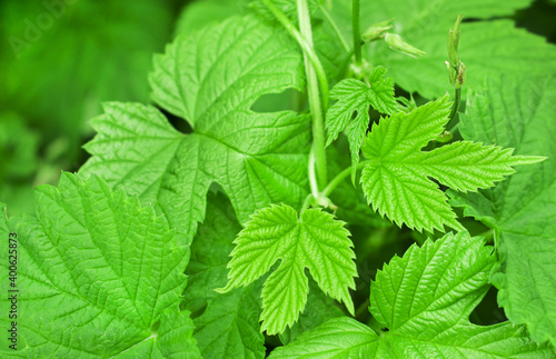 Wallpaper Mural young green tree Torontodigital.ca