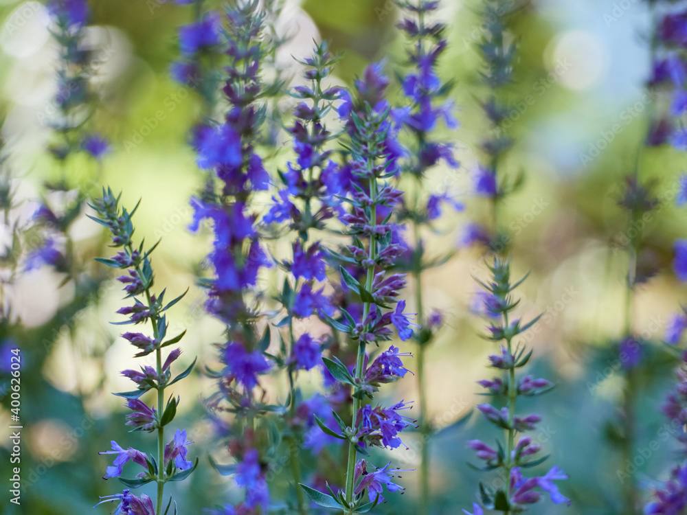 Fototapeta premium Purple flowers of hyssop (hyssopus officinalis)