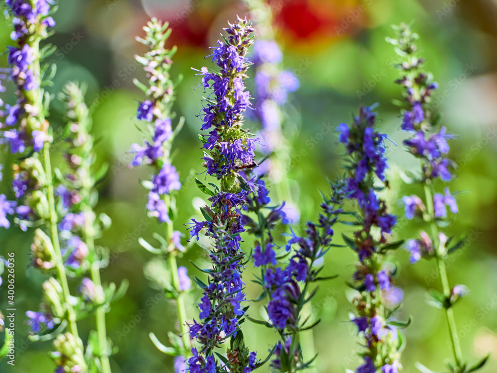 Obraz premium Purple flowers of hyssop (hyssopus officinalis)