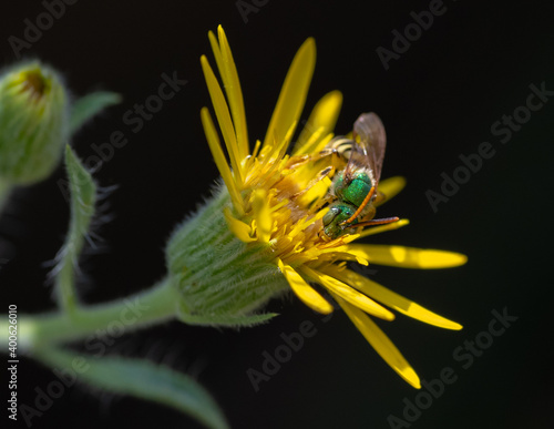 Bright green Agapostemon bee on a yellow wildflower, Hairy Goldaster, Heterotheca villosa photo