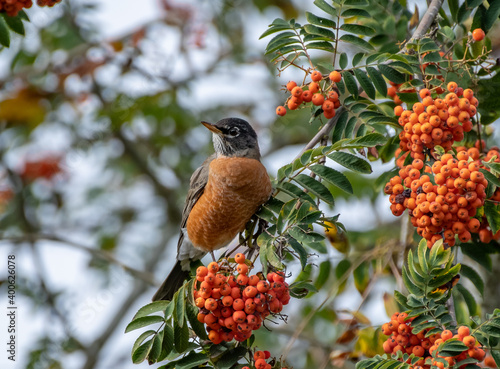 American Robin perched on a Mountain Ash Tree branch with orange berries (Turdus migratorius, Sorbus americana)