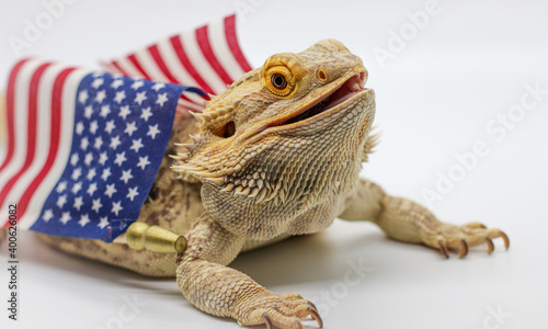 Bearded Dragon with an American Flag photo