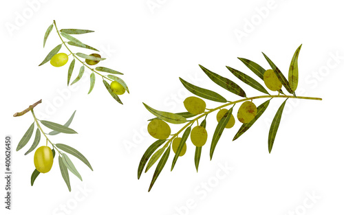 Set of olive branches, digital illustration. © Iryna