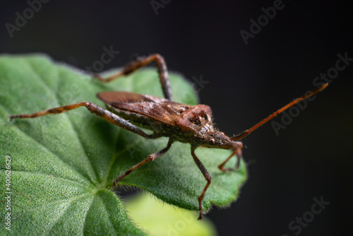 Western Conifer Seed Bug Leptoglossus occidentalis on a green leaf © andrei310