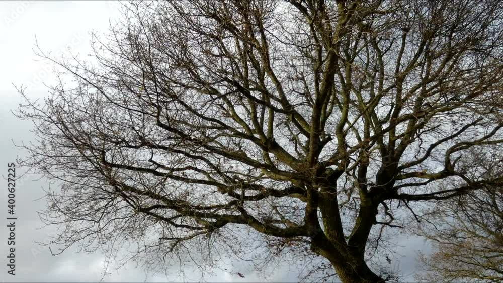 Time lapse of oak tree on a winter afternoon. Time lapse of oak tree on a winter afternoon.