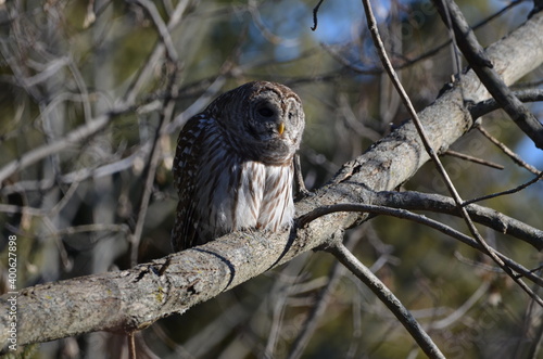 Barred Owl perched in a tree looking around