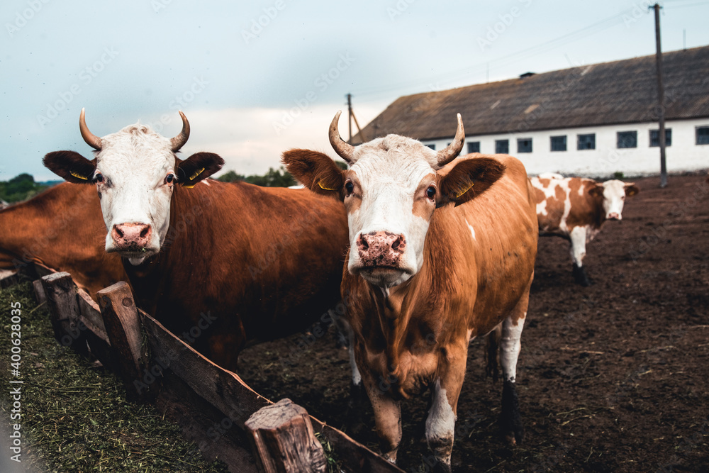 Cows on the form. Milk, meat production. Household animals. Cows on the form. Milk, meat production. Household animals.